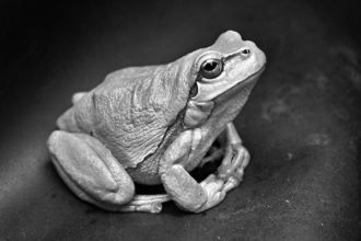 Eat the frog: Wann schlucken Sie den Frosch? Eat-the-frog